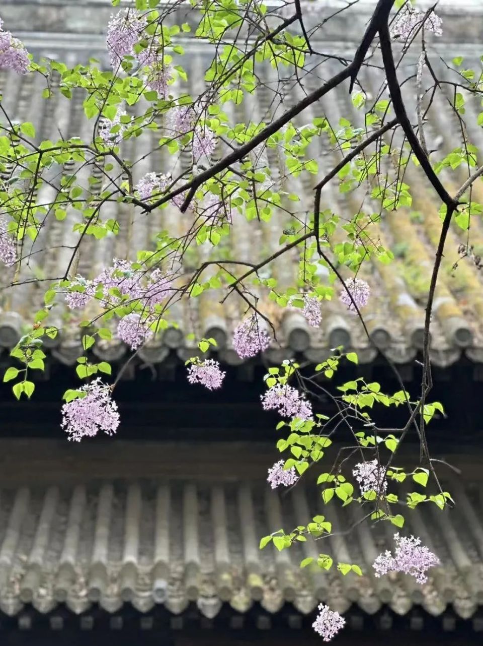 一位北京市民与AI对话的几点体会